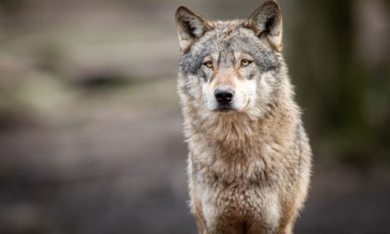 Retour des loups en France : comment traîter le sujet en journalisme ?