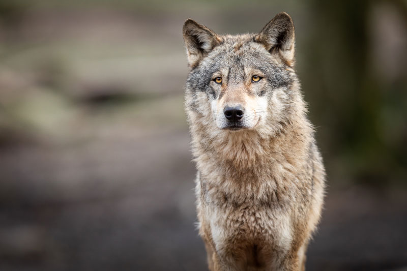 Retour des loups en France : comment traîter le sujet en journalisme ?
